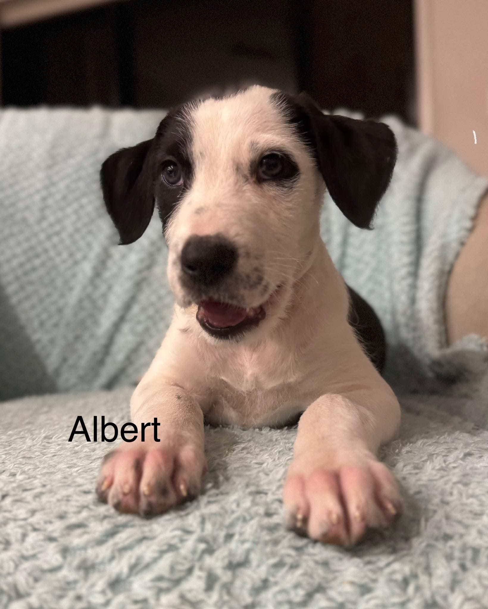 Albert Albert